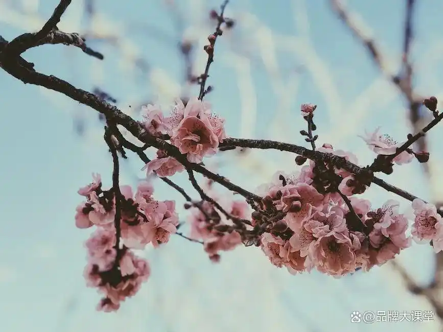 iQOO的市场形象与消费者定位分析_消费市场定位怎么写_定位消费群体的重要性